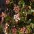 Viburnum tinus Lisarose Pot 5 Liter 