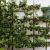 Malus d. 'Cox's Orange Pippin' Laagstam Leivorm