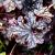 Heuchera 'Can Can' Pot 9 cm