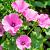 Lavatera 'Rosea' Pot 9 cm