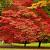 Acer pal. 'Skeeter's Broom' C15 160 - 170 cm zuilvorm