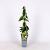 Lonicera henryi 'Copper Beauty' Pot 2 Liter