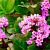 Bergenia purpurascens Pot 9 cm