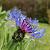 Centaurea montana 'Grandiflora' Pot 9 cm
