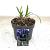 Agapanthus 'Dr Brouwer' Pot 2 Liter