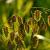 Chasmanthium latifolium Pot 9 cm