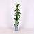 Clematis 'Marjorie' Pot 2 Liter