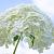 Hydrangea a. Strong Annabelle Pot 5 Liter 