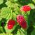 Rubus 'Tayberry' Pot 2 Liter