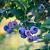 Vaccinium c. 'Bluecrop' Pot 2 Liter