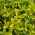 Euonymus japonicus 'El Dorado' Pot 5 Liter 