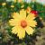 Coreopsis 'Full Moon' Pot 9 cm