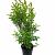 Ligustrum ovalifolium Pot 5 Liter 60 - 80 cm