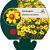 Coreopsis gr. 'Sonnenkind' Pot 9 cm