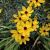 Coreopsis tripteris Pot 9 cm