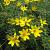 Coreopsis vert. 'Grandiflora' Pot 9 cm