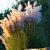 Cortaderia s. 'Rosea' Pot 9 cm