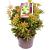 Pieris jap. 'Sinfonia' Pot 5 Liter 