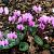 Cyclamen coum Pot 9 cm