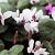 Cyclamen coum 'Album' Pot 9 cm