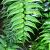 Cyrtomium falcatum Pot 9 cm