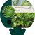 Cyrtomium falcatum Pot 9 cm