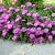 Delosperma sutherlandii Pot 9 cm