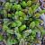 Leptinella squalida Pot 9 cm