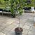 Ficus carica Pot 35 Liter Halfstam
