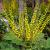 Mahonia media 'Charity' Pot 20 Liter 80 - 100 cm