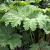Gunnera manicata Pot 9 Liter 