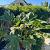 Gunnera manicata Pot 9 Liter 