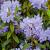 Rhododendron impeditum Pot 3 Liter 