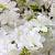 Rhododendron (AJ) 'Schneewittchen' Pot 3 Liter 