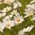 Leucanthemum (S) 'Alaska' Pot 9 cm