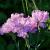 Dianthus grat. 'Pink Jewel' Pot 9 cm