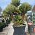 Chamaerops humilis 'Vulcano' Pot 500 Liter Meerstammig