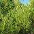 Phillyrea angustifolia Pot 110 liter 125 - 150 cm Meerstammig