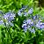 Agapanthus africanus Pot 10 liter