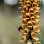 Digitalis ferr. 'Gelber Herold' Pot 9 cm