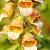 Digitalis lanata Pot 9 cm