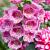 Digitalis purp. 'Dalmatian Rose' Pot 9 cm