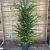 Taxus baccata Pot 4 Liter 80 - 100 cm