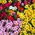 Portulaca  -