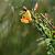 Cytisus 'Apricot Gem' Pot 3 Liter 
