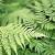 Dryopteris af. 'Crispa' Pot 9 cm