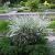 Cytisus praecox 'Albus' Pot 3 Liter 