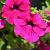Petunia Surfinia -