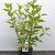 Hydrangea pan. 'Phantom' Pot 1,5 liter