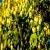 Humulus l. 'Nordbrau' Pot 2 Liter
